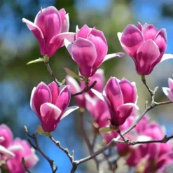 Rosenmagnolia - Set om 6 - Magnolia - Höjd 25-40cm - ⌀9cm