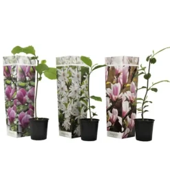 Rosenmagnolia - Set om 3 - Magnolia - Höjd 25-40cm - ⌀9cm