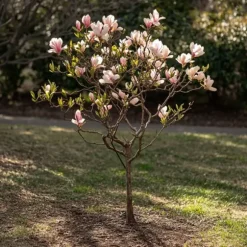 Rosenmagnolia - Set om 3 - Magnolia - Höjd 25-40cm - ⌀9cm