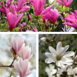 Rosenmagnolia - Set om 3 - Magnolia - Höjd 25-40cm - ⌀9cm