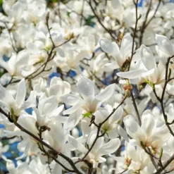 Rosenmagnolia - Set om 3 - Magnolia - Höjd 25-40cm - ⌀9cm