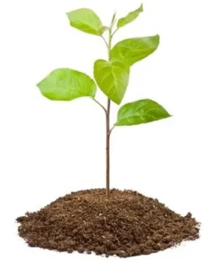 ROTNINGSGÖDNING FÖR GRÖNA PLANTOR OCH FRÖN 30ML AGRECOL