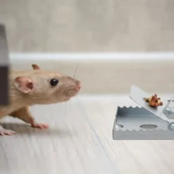 Råttfälla, 2.5x16x8.5 cm, Silver