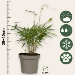 Rufa-bambu - Set om 18 - Fargesia scabrida 'Asian Wonder' - Höjd 25-40cm - ⌀13cm