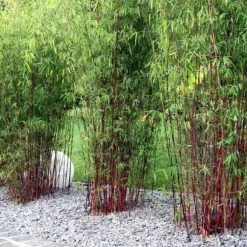 Rufa-bambu - Set om 18 - Fargesia scabrida 'Asian Wonder' - Höjd 25-40cm - ⌀13cm