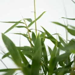 Rufa-bambu - Set om 18 - Fargesia scabrida 'Asian Wonder' - Höjd 25-40cm - ⌀13cm