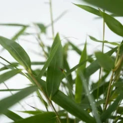 Rufa-bambu - Set om 18 - Fargesia scabrida 'Asian Wonder' - Höjd 25-40cm - ⌀13cm