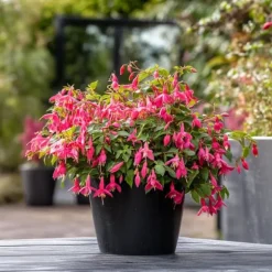 Scharlakansfuchsia - Set om 6 - Fuchsia magellanica - Höjd 10-20cm - ⌀9cm