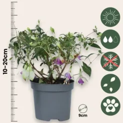Scharlakansfuchsia - Set om 3 - Fuchsia magellanica - Höjd 10-20cm - ⌀9cm
