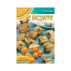 SEMENTER AV PHYSALIS ALKEKENGI trädgård frö frön