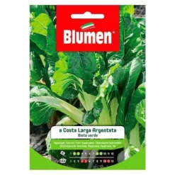 SEMI BIETA VERDE COSTA ARGENTO BLUMEN