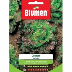 SEMI LATTUGA CANASTA BLUMEN