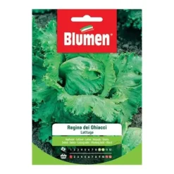 SEMI LATTUGA REGINA DEI GHIACCI BLUMEN