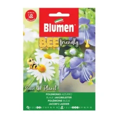 SEMI POLEMONIUM COERULEUM AZZURRO BLUMEN