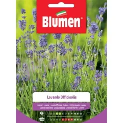 SEMILAVANDA OFFICINALIS BLUMEN SÄDESORT ORT