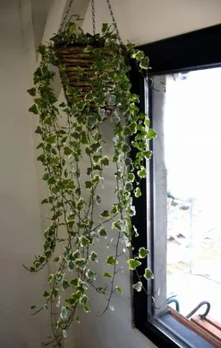 Set med 5 hängande blomkorgar “EKO 091098-X”