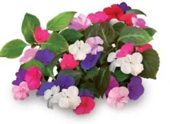 Set med 3 produkter. Click & Grow Smart Garden refill Busy Lizzie 3st