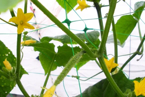 Set med 5 produkter. VÄXTNÄT 8g/m2 15x17cm 2x10m