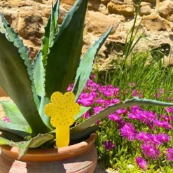 SHOP-STORY - GNATRAP: Fällor för att fånga fruktflugor och flugor för inomhus- eller utomhusväxter