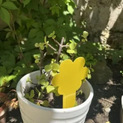 SHOP-STORY - GNATRAP: Fällor för att fånga fruktflugor och flugor för inomhus- eller utomhusväxter