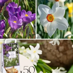 Skuggträdgårdslåda - 50 blomsterlökar för skugga & halvskugga