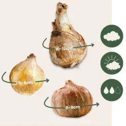 Skuggträdgårdslåda - 50 blomsterlökar för skugga & halvskugga