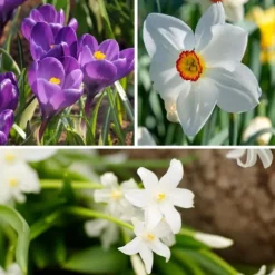 Skuggträdgårdslåda - 50 blomsterlökar för skugga & halvskugga