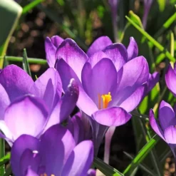 Skuggträdgårdslåda - 50 blomsterlökar för skugga & halvskugga