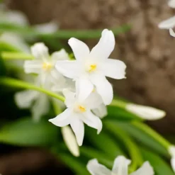 Skuggträdgårdslåda - 50 blomsterlökar för skugga & halvskugga