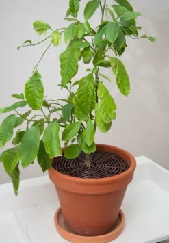 Skydd för blomkrukor XL A-Safety Natur