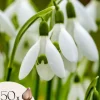 Snödroppe - Set om 50 - Galanthus elwesii - Blomlökar - Vit