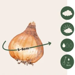 Snödroppe - Set om 50 - Galanthus elwesii - Blomlökar - Vit