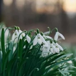 Snödroppe - Set om 50 - Galanthus elwesii - Blomlökar - Vit