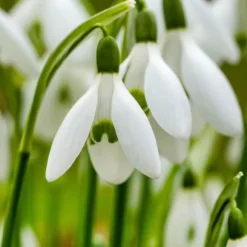 Snödroppe - Set om 50 - Galanthus elwesii - Blomlökar - Vit