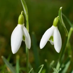 Snödroppe - Set om 50 - Galanthus elwesii - Blomlökar - Vit
