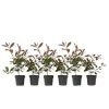 Snittmispel - Set om 6 - Photinia fraseri 'Red Robin' - Höjd 30-40cm - ⌀17cm