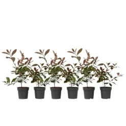 Snittmispel - Set om 6 - Photinia fraseri 'Red Robin' - Höjd 30-40cm - ⌀17cm