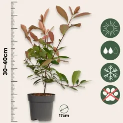 Snittmispel - Set om 6 - Photinia fraseri 'Red Robin' - Höjd 30-40cm - ⌀17cm