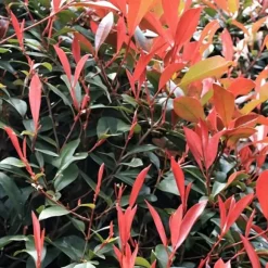 Snittmispel - Set om 6 - Photinia fraseri 'Red Robin' - Höjd 30-40cm - ⌀17cm