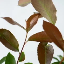 Snittmispel - Set om 6 - Photinia fraseri 'Red Robin' - Höjd 30-40cm - ⌀17cm