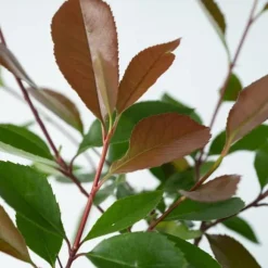 Snittmispel - Set om 6 - Photinia fraseri 'Red Robin' - Höjd 30-40cm - ⌀17cm