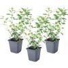 Solanum - Set om 3 - Lycianthes rantonnetii - Höjd 25-40cm - ⌀9cm