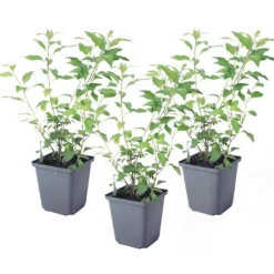 Solanum - Set om 3 - Lycianthes rantonnetii - Höjd 25-40cm - ⌀9cm