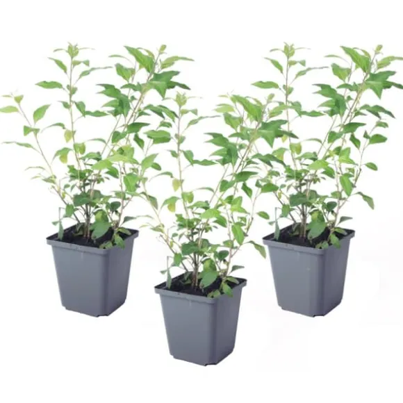 Solanum - Set om 3 - Lycianthes rantonnetii - Höjd 25-40cm - ⌀9cm