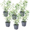 Solanum - Set om 6 - Lycianthes rantonnetii - Höjd 25-40cm - ⌀9cm