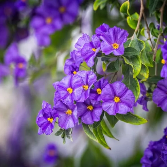 Solanum - Set om 6 - Lycianthes rantonnetii - Höjd 25-40cm - ⌀9cm