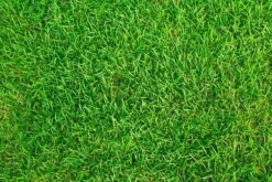 Sportgräs 1 kg förtjockande gräsfrön resistenta mot nedtrampning 40 m²