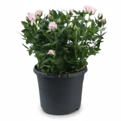 Stilren Kruka Ø17 cm, Höjd ca 30 cm