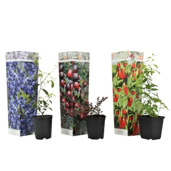 Superfrukt - Set om 3 - Actinidia, Vaccinium - Höjd 25-40cm - ⌀9cm