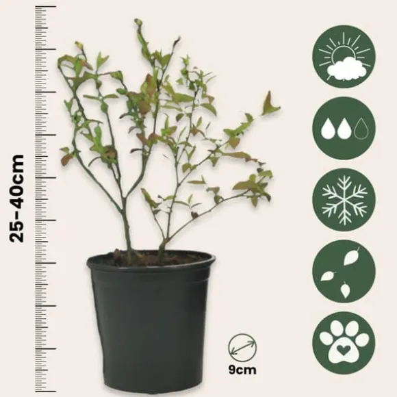 Superfrukt - Set om 3 - Actinidia, Vaccinium - Höjd 25-40cm - ⌀9cm